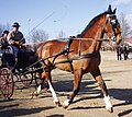 Ein Gelderländer wird auf dem Pferdemarkt vorgeführt