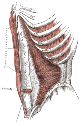 musculus transversus abdominis, musculus rectus abdominis en musculus pyramidalis.