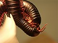 The giant millipede Archispirostreptus gigas mating