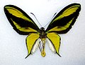 Ornithoptera paradisea ゴクラクトリバネアゲハ♂