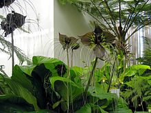 Tacca chantrieri2.JPG