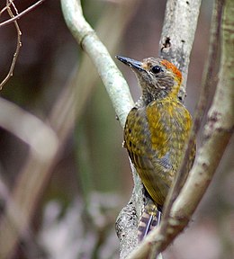 Hím Veniliornis maculifrons