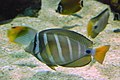 A sailfin tang, a brown fish with five vertical white stripes, a blue spot on the caudal fin, and yellow fins.