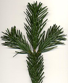 Abies nordmanniana.jpg