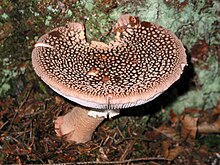 Amanita rubescens (Foto: Jean-Pol Grandmont).