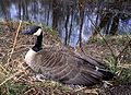 Canada goose in the Saskatchewan wetlands