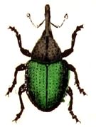 Ceutorhynchus erysimi.