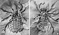 Fossile di Eophrynus prestvicii trattato con cloruro di ammonio per migliorare il contrasto