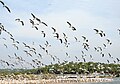 Kadalundi Bird Sanctuary