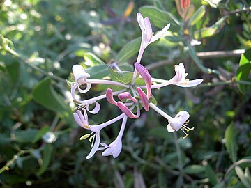 Lonicera