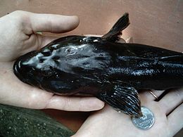 Varangy géb (Mesogobius batrachocephalus)