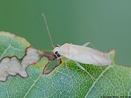 Orthotylus tenellus