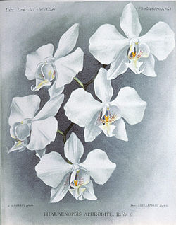 Phalaenopsis aphrodite із книги Dictionnaire Iconographique des Orchidees, 1896 р.