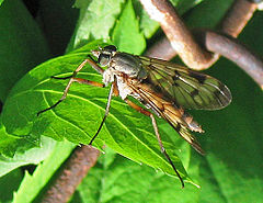 Description de l'image Schnepfenfliege (Rhagionidae) 2.jpg.