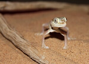 중동짧은가락도마뱀붙이 (Stenodactylus doriae)