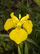 Drei Blumen in einer Blüte bei der Sumpf-Schwertlilie