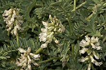 A legume with inflorescences of up to 40 elongated, ivory-coloured flowers, and pinnate leaves with many pairs of leaflets.