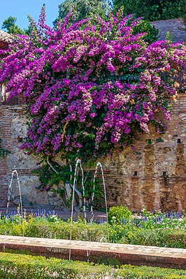 Bougainvillea spectabilis