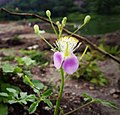 Cleome chelidonii