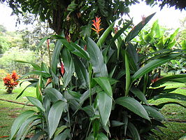 Heliconia psittacorum