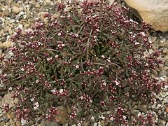 Crassula humbertii ✓