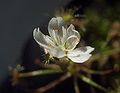 Drosera banksii