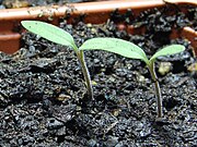 Seedlings 7 days after planting