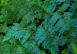 Selaginella willdenowii a un feuillage qui prend des iridescences bleu électrique.