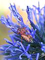 سن سپردار بر روی یک شکرتیغال معمولی (Echinops adenocaulos)