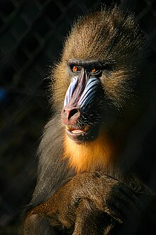 Mandrill (Mandrillus sphinx)