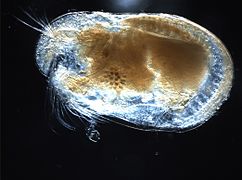 Un ostracode de la famille des Cylindroleberididae (ordre des Myodocopida).