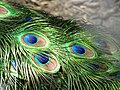 Image 39The brilliant iridescent colours of the peacock's tail feathers are created by Structural coloration. (from Animal coloration)