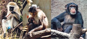 three primates possible sources of HIV