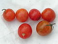 Tomates