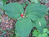 Trillium undulatum with fruit in New York on August 10, 2008