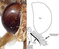 Foto kaj diagramo de la kapo de ceceo montranta la branĉajn harojn de la antenaj aristoj.