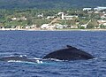 Blick uf e Hauptort ʻOhonua, mit Walfisch im Vordergrund