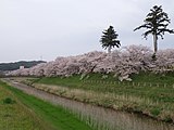 斐伊川堤防桜並木（島根県雲南市）