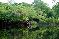 Floresta Amazônica