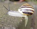 Садовая цепея (Cepaea hortensis) полосатая морфа