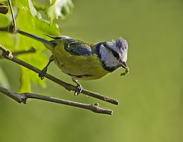 Mėlynoji zylė (Cyanistes caeruleus)