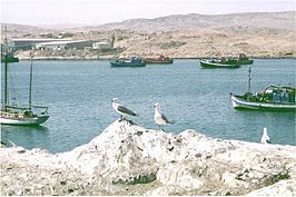 Haven van Lüderitz met diamantvissers, op de voorgrond een Hartlaubs meeuw. Foto J. Folmer 1990