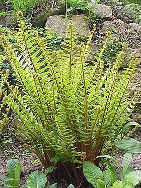 Dryopteris filix-mas