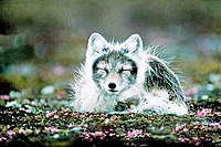 Arctic fox