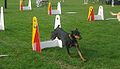 Flyball jumps with Dobermann