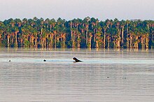 Photo de loutres dans l'eau vues de loin, avec la forêt en arrière-plan.