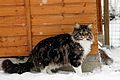 Maine coon brown tabby et blanc