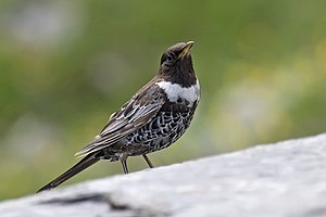 Prääster (Turdus torquatus) LC - least concern (ei trüüwet)