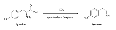 Omzetting van tyrosine naar tyramine