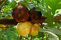 Quercus lobata, jeunes et vieilles galles.